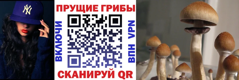 Галлюциногенные грибы MAGIC MUSHROOMS  сайты даркнета состав  Артём  закладки 